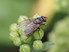 Emmesomyia