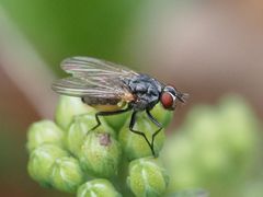 Emmesomyia