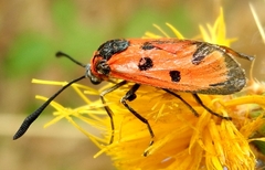 Zygaena laeta