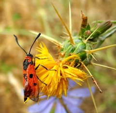 Zygaena laeta
