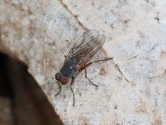 Lispocephala brachialis