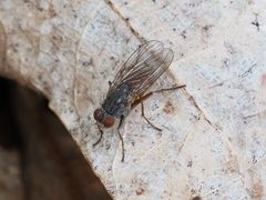 Lispocephala brachialis