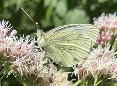 Pieris napi