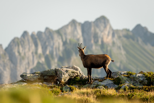 Northern Chamois