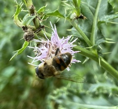 Eristalis tenax