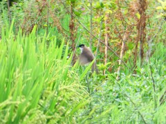 Pycnonotus xanthorrhous