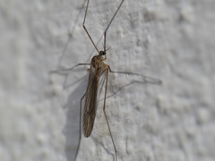 Dicranota