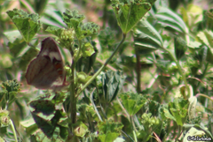 Junonia coenia coenia