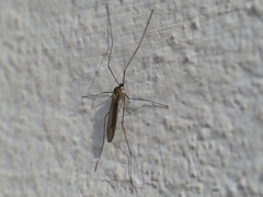 Dicranota