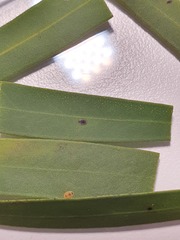 Chitonaleyrodes canberrensis