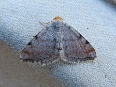 Macaria minorata