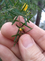 Pultenaea blakelyi