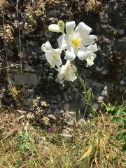 Lilium candidum