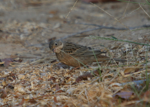 Escribano ceniciento (Emberiza caesia)