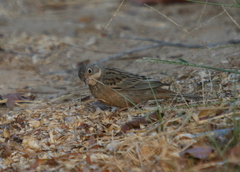 Emberiza caesia