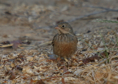 Emberiza caesia