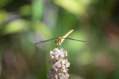 Sympetrum striolatum