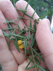Pultenaea blakelyi