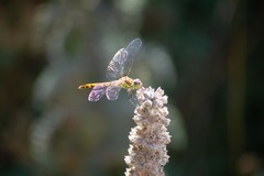 Sympetrum striolatum