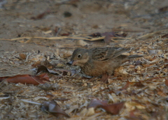 Emberiza caesia