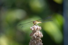 Sympetrum striolatum