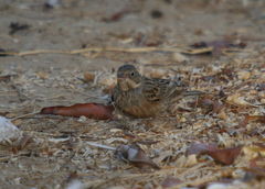 Emberiza caesia
