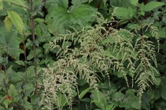 Astilbe rivularis