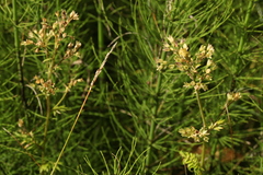 Carex appropinquata