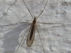 Dicranota