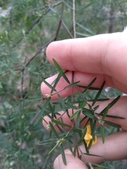 Pultenaea blakelyi