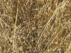 Trifolium angustifolium