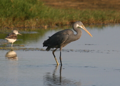 Egretta gularis