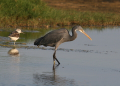 Egretta gularis
