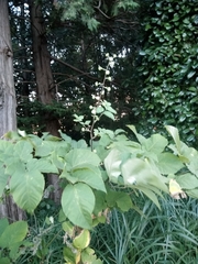 Aralia cordata