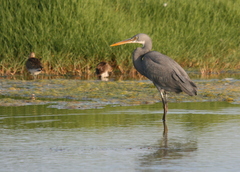 Egretta gularis