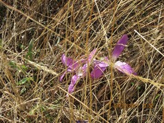 Colchicum montanum