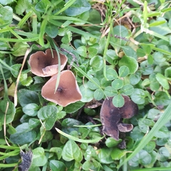 Ciborinia camelliae