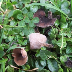 Ciborinia camelliae