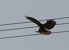 Buteo rufinus