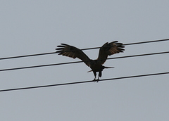 Buteo rufinus
