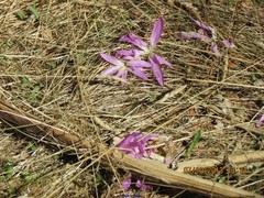 Colchicum montanum