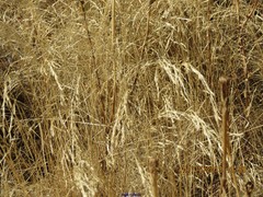 Agrostis castellana