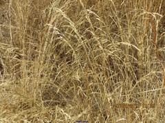 Agrostis castellana