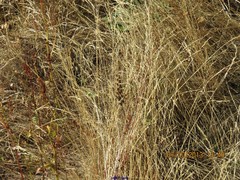 Agrostis castellana