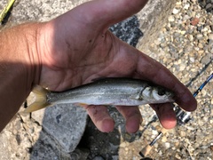 Pseudaspius hakonensis