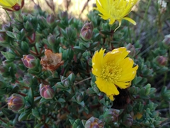 Lampranthus glaucus