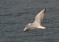 Chroicocephalus genei