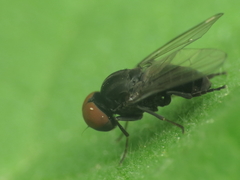 Lindneromyia dorsalis