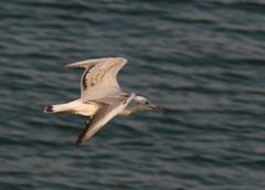 Chroicocephalus genei