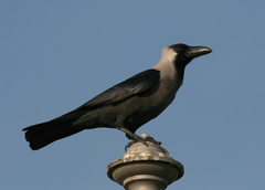Corvus splendens